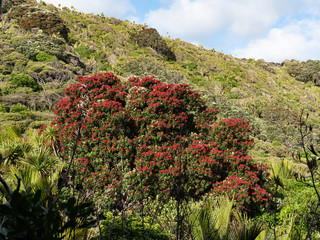 Fototapeta premium View of flowering pohutukawa tree on hill slope
