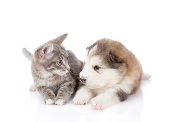 Malamute puppy with a kitten on white background