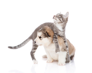 Obraz premium Malamute puppy with a kitten on white background