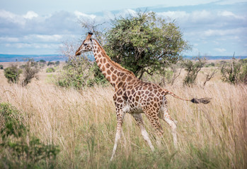 A beautiful giraffe walks in the African Savannah against the blue sky and and yellow tall grass