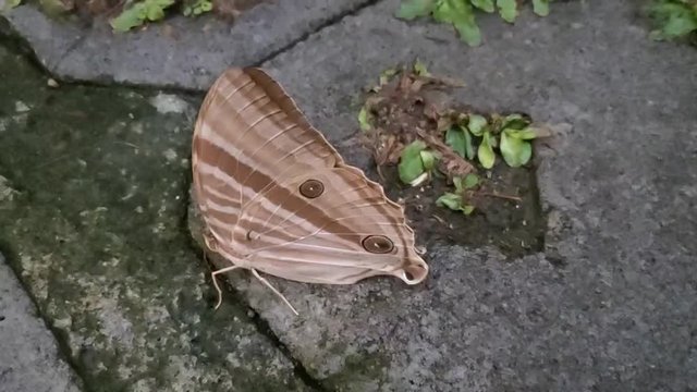 the sight of brown butterflies with brown stripe motifs and there is a black circle on the wings, this butterfly is walking on a brick and trying to fly, there are butterflies, brick, slow mosion