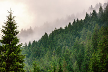 Misty mountain landscape