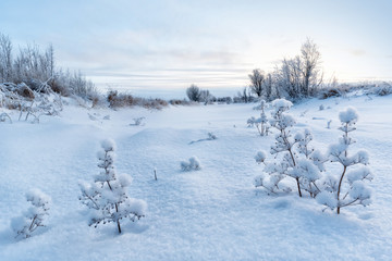 northern expanses sunset snow and grass in the snow