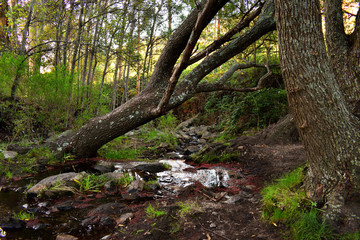 Inside a quiet forest