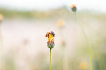 The bees are finding nectar