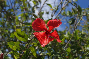 red hibiscus flower