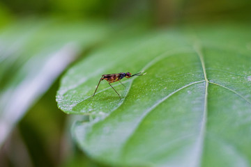 Small insect