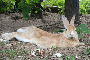 うさぎ島のうさちゃんシリーズ