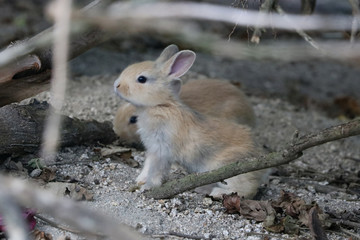 Fototapeta premium うさぎ島のうさちゃんシリーズ