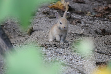 うさぎ島のうさちゃんシリーズ