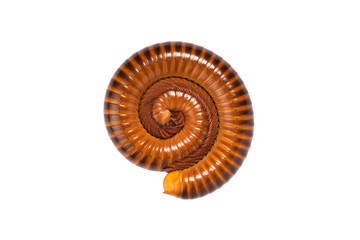 Rolled Up Millipede