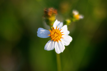 Obraz premium Colorful flowers