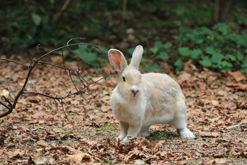 うさぎ島のうさちゃんシリーズ