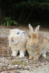 うさぎ島のうさちゃんシリーズ