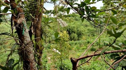 Moon orchid, white in a flower garden 