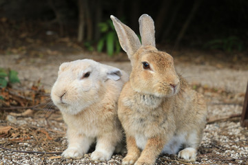 うさぎ島のうさちゃんシリーズ