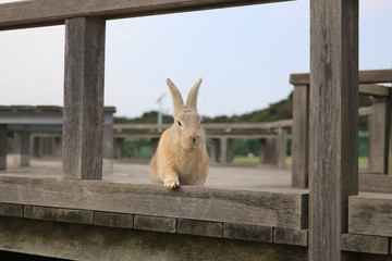 うさぎ島のうさちゃんシリーズ