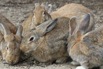 うさぎ島のうさちゃんシリーズ