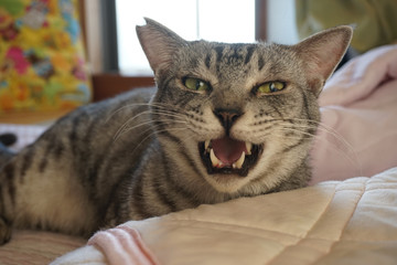 泣いているサバトラ猫 © ykimura65