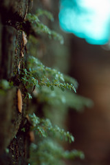 The little tree on the wall