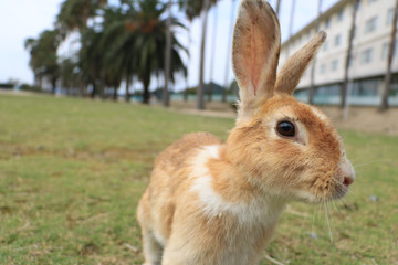 うさぎ島のうさちゃんシリーズ