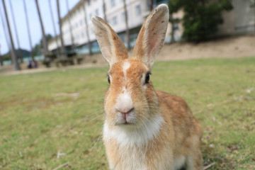 うさぎ島のうさちゃんシリーズ