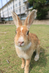 うさぎ島のうさちゃんシリーズ