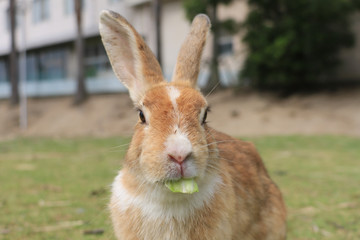 Fototapeta premium うさぎ島のうさちゃんシリーズ