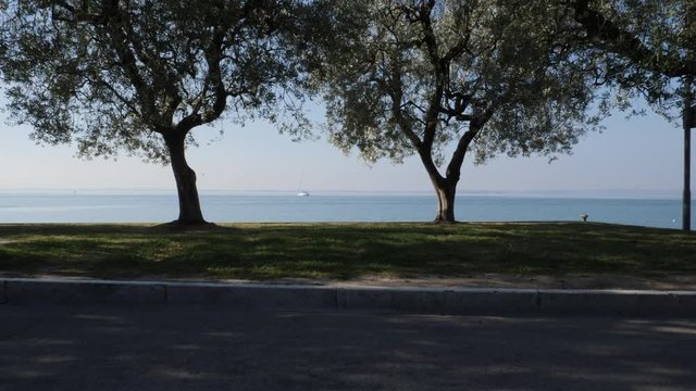 Two Olive Trees on the Lake. Garda Lake, Italy.