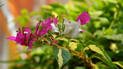 Fototapeta premium Paper flowers or bougainvillea are popular ornamental plants. Its beauty comes from the sheath of brightly colored flowers and attracts attention because it grows with lush