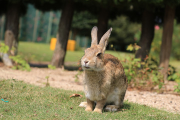 うさぎ島のうさちゃんシリーズ