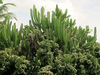 An Acanthocereus tetragonus, also known as night flowering cereus in Key West, Florida.
