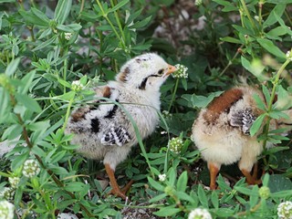 Cute chick at Key West