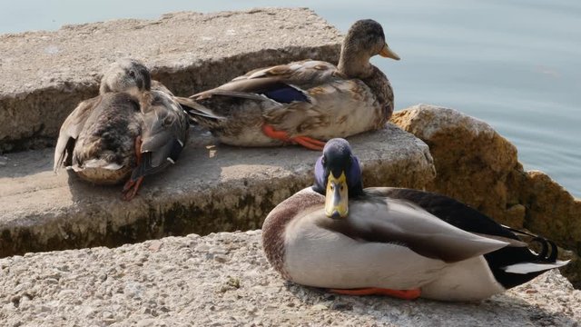 Ducks Sun Bath on Garda Lake, Italy.