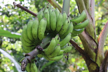 bunch of green bananas
