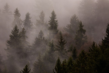 Waldlanschaft mit Nebel, Alpen in der Schweiz 