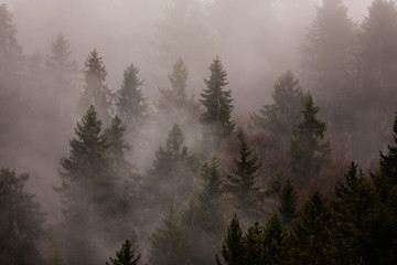 Waldlanschaft mit Nebel, Alpen in der Schweiz 