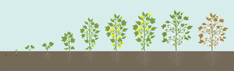 Crop stages of Cotton plant. Agricultural growth. Fertilizer Stage. Harvest Gossypium development animation progression. Vector infographic.