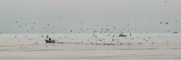 Vol de mouettes sur les bateaux de pêche