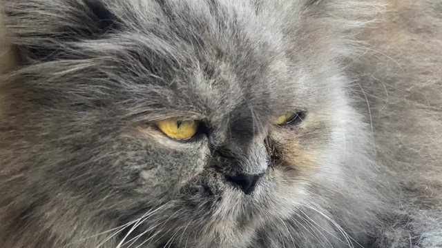 primo piano di gatto persiano con gialli occhi sta' tranquillo e non si interessa della videocamera