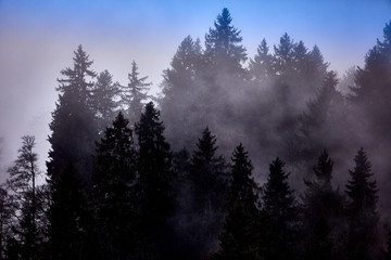 Waldlanschaft mit Nebel, Alpen in der Schweiz 