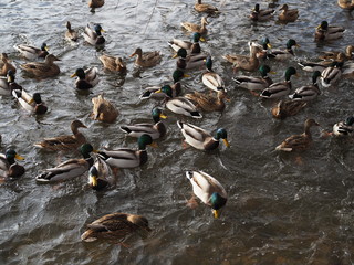Lots of ducks on the water close up.
