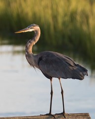 Great Blue Heron on the boardwalk