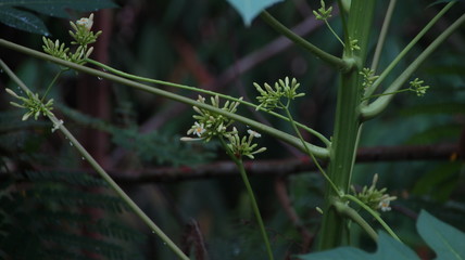 papaya leaves photographed directly in nature, still attached to trees in the forest