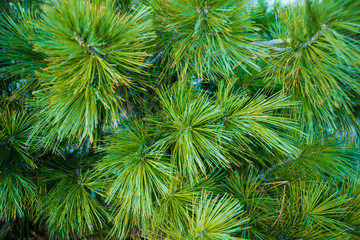 Branches of a green coniferous tree. Plant with needles. Nature.