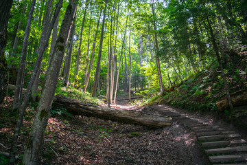 Stairs through the forest in Gauja National Park, Latvia