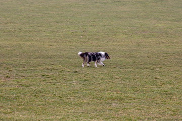 A lonely collie dog is running on a grass field on a cold winter day in Malmö, Sweden