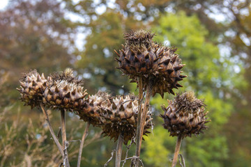 Som old plants with spikes during fall