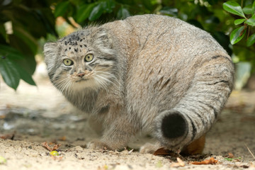 Pallas CAt