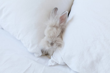 White fluffy baby rabbit sleeping between two white pillows